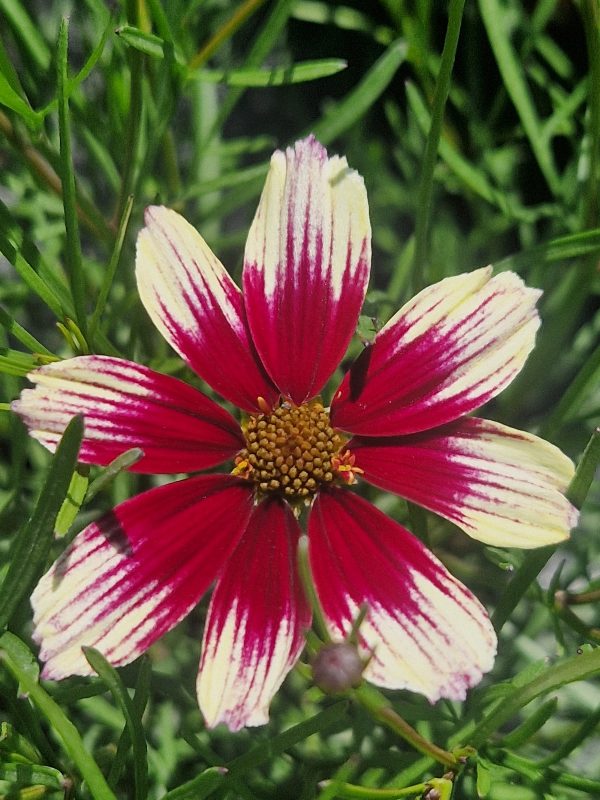 Coreopsis 'Sunstar Rose' | Shop Established Coreopsis | Proctors Nursery