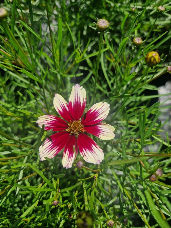Coreopsis 'Sunstar Rose'