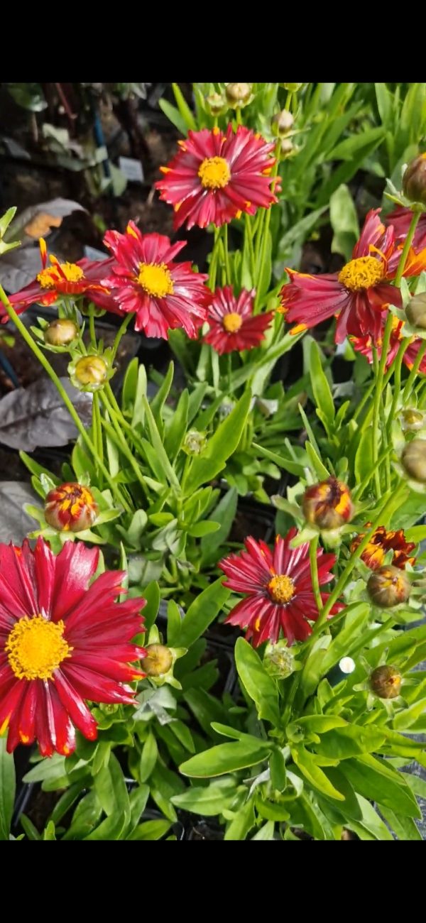 Coreopsis 'Sunstar Rose'