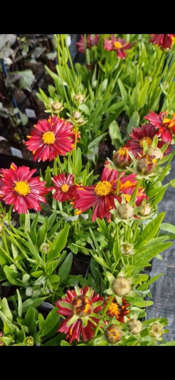 Coreopsis 'Sunstar Rose'