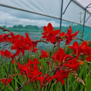 Crocosmia 'Mex'
