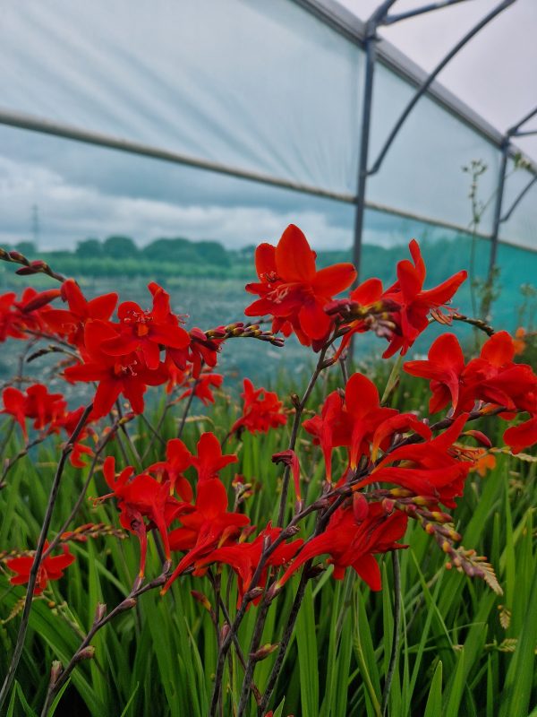 Crocosmia 'Mex'