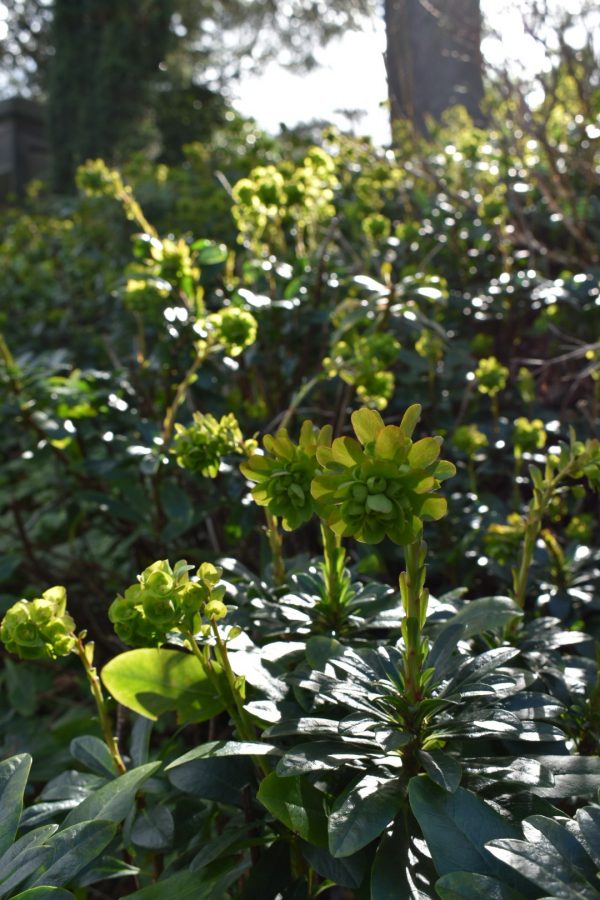 Euphorbia amygdaloides var. robbiae