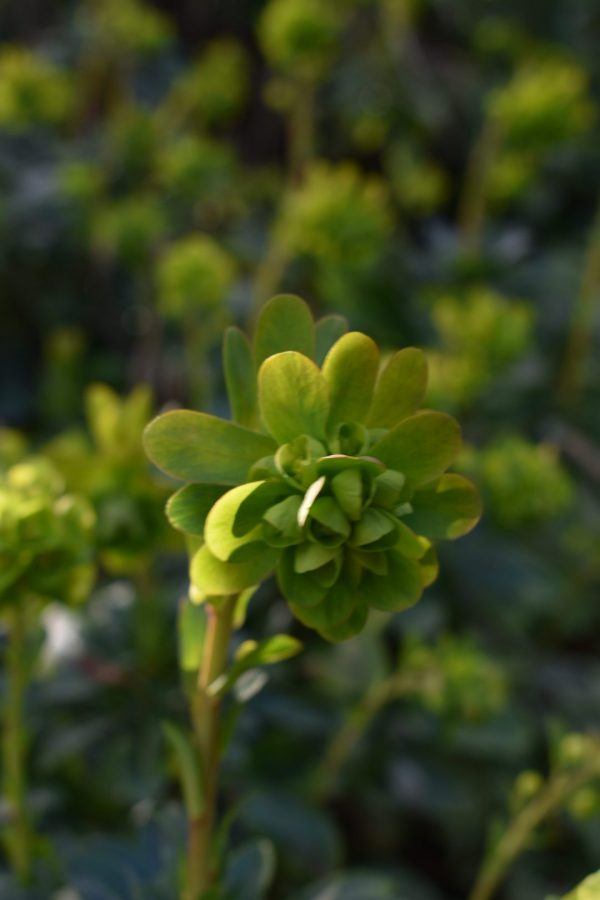 Euphorbia amygdaloides var. robbiae Euphorbia amygdaloides var. robbiae