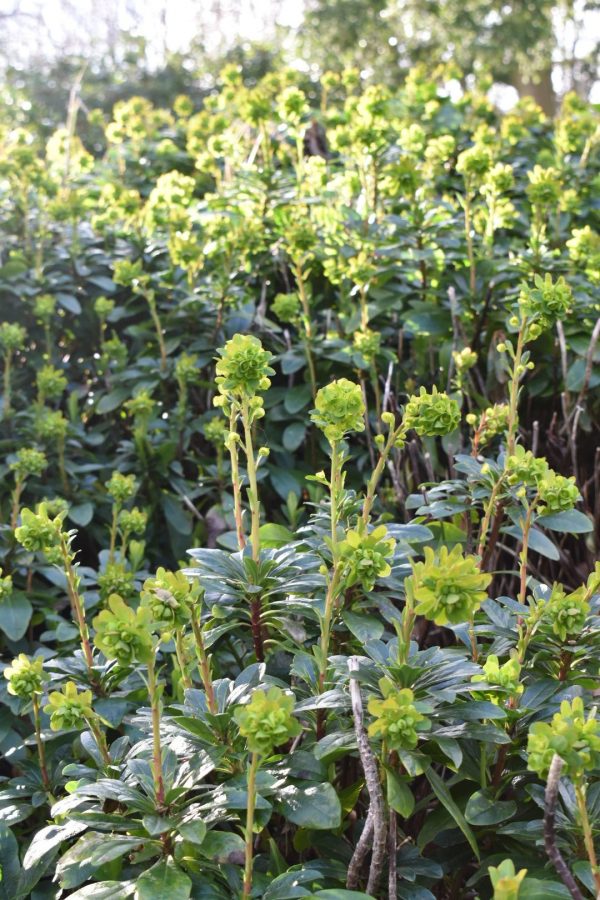 Euphorbia amygdaloides var. robbiae2 Euphorbia amygdaloides var. robbiae