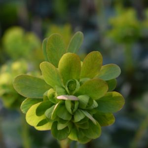 Euphorbia amygdaloides var. robbiae