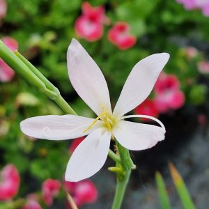 Hesperantha 'Wilfred H. Bryant'