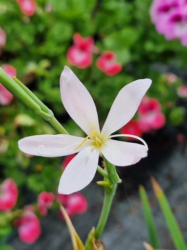 Hesperantha 'Wilfred H. Bryant'