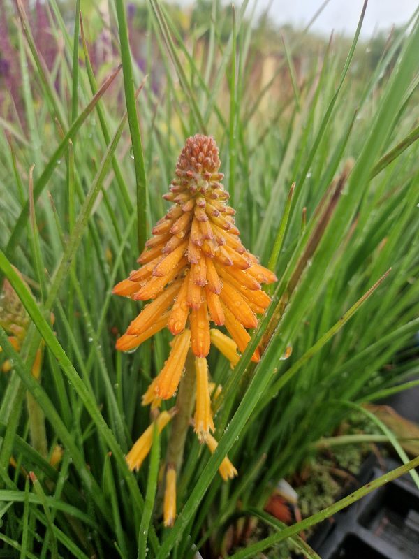 Kniphofia 'Poco Orange' | Proctors Nursery