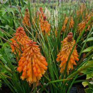 Kniphofia 'Poco Orange'