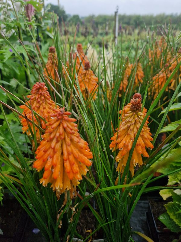 Kniphofia 'Poco Orange'