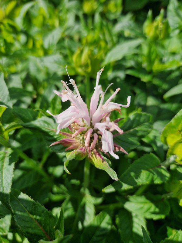 Monarda 'Melua Apppleblossom'