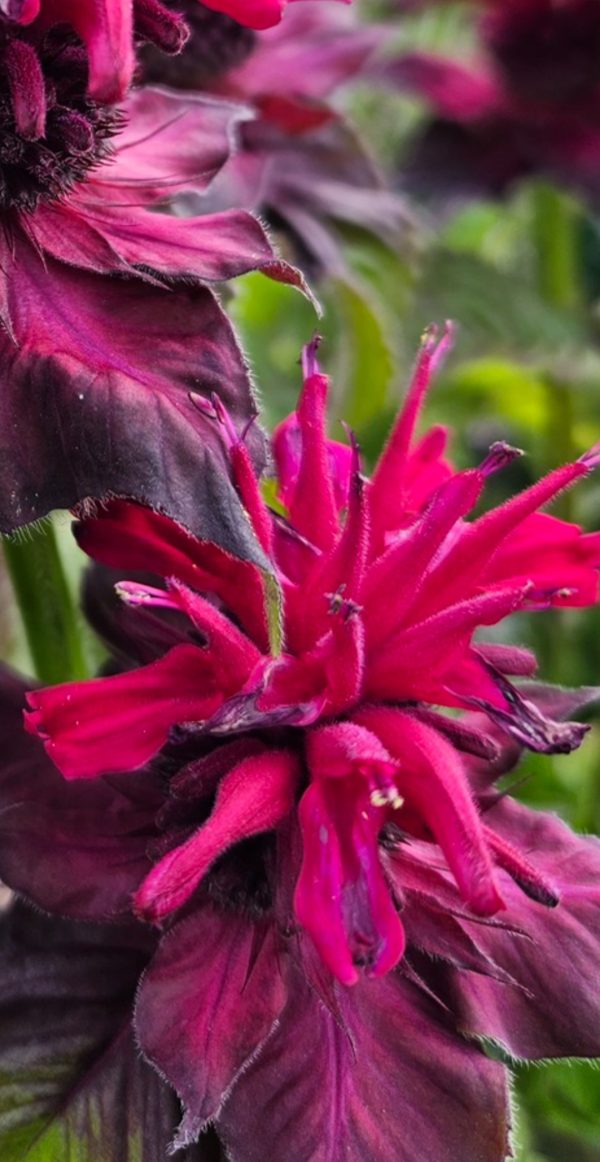 Monarda 'Melua Burgundy'