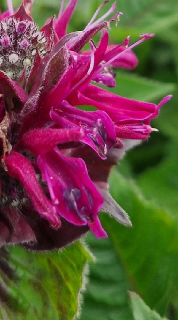 Monarda 'Melua Burgundy'
