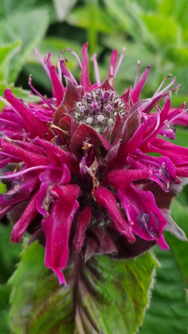 Monarda 'Melua Burgundy'
