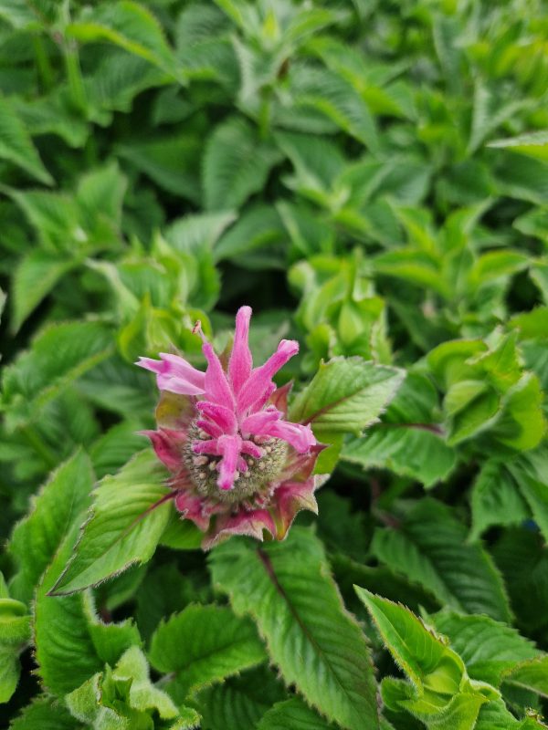 Monarda 'Melua Pink'