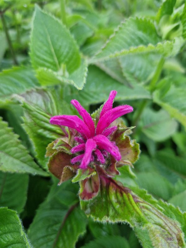 Monarda 'Melua Violet'