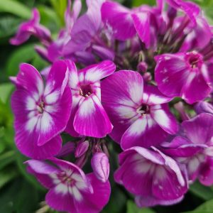 Phlox paniculata 'Laura'