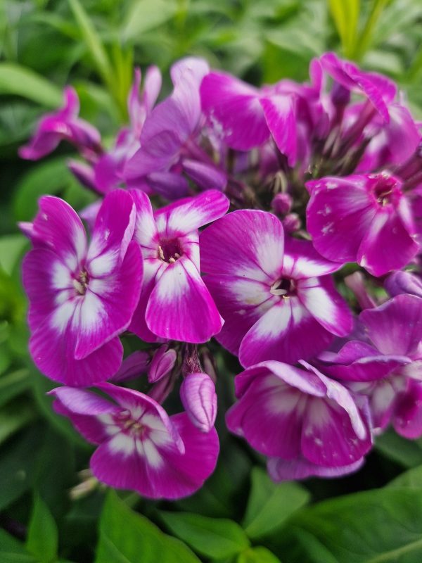 Phlox paniculata 'Laura' Phlox paniculata 'Laura'