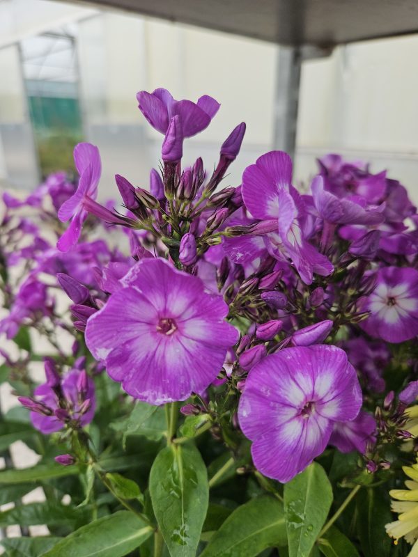 Phlox paniculata 'Laura' Phlox paniculata 'Laura'