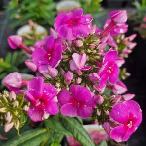 Phlox x paniculata 'Adessa Rose Eye'