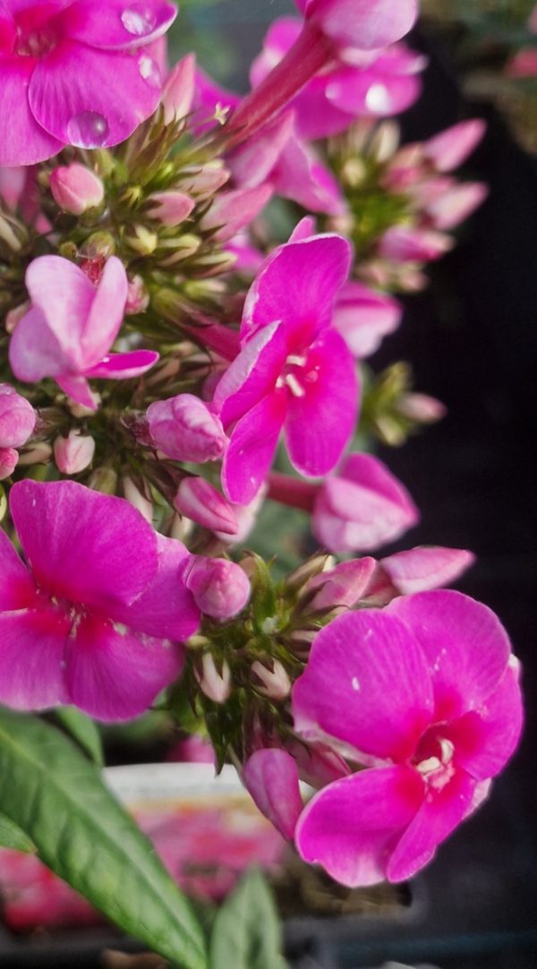Phlox x paniculata 'Adessa Rose Eye'