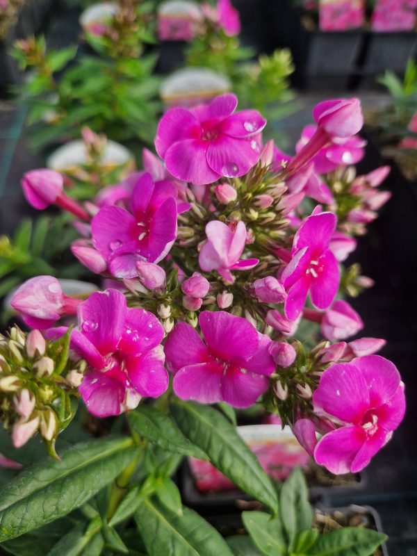 Phlox x paniculata 'Adessa Rose Eye'