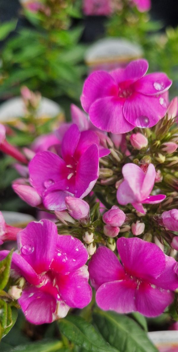 Phlox x paniculata 'Adessa Rose Eye'