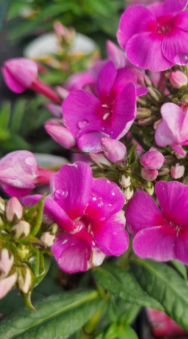 Phlox x paniculata 'Adessa Rose Eye'