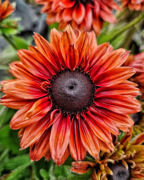 Rudbeckia Summerdaisy Double Choco3 Rudbeckia Summerdaisy Double Choco