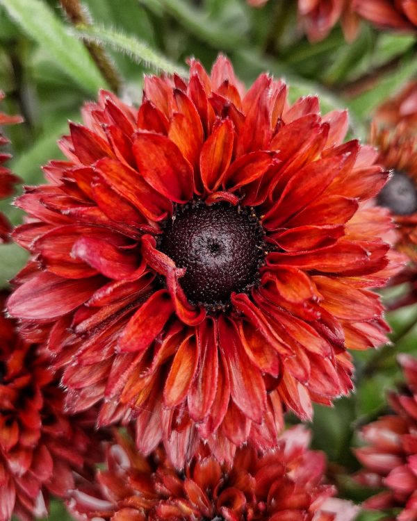 Rudbeckia Summerdaisy Double Choco4