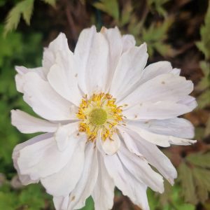 Anemone 'Frilly Knickers'