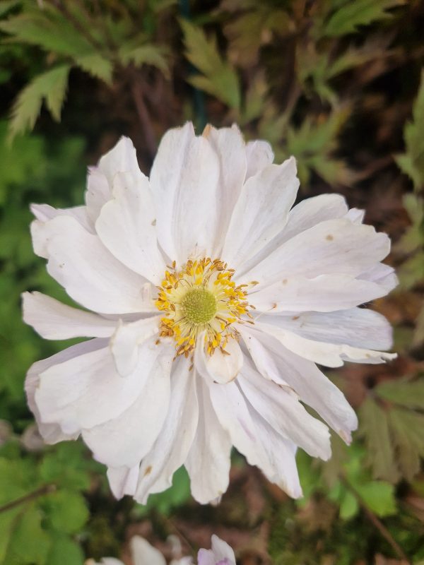 Anemone 'Frilly Knickers' Anemone 'Frilly Knickers'