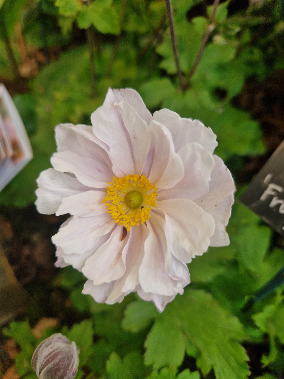 Anemone Frilly Knickers liners from Emerald Coast Growers