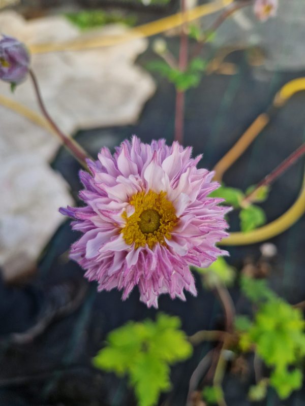 Anemone 'Frilly Knickers' Anemone 'Frilly Knickers'