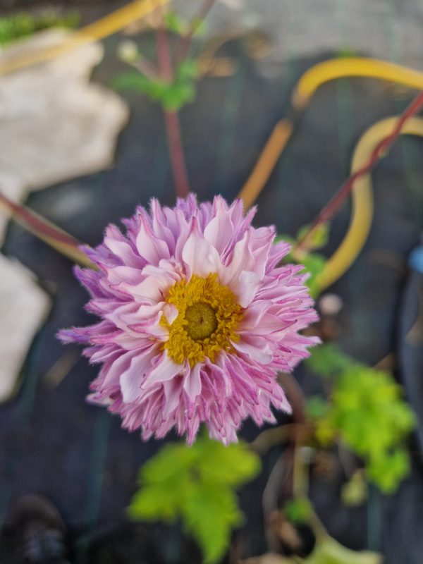 Anemone 'Frilly Knickers'2 Anemone 'Frilly Knickers'