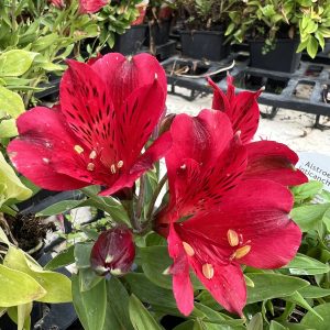 Alstroemeria Inticancha 'Red'