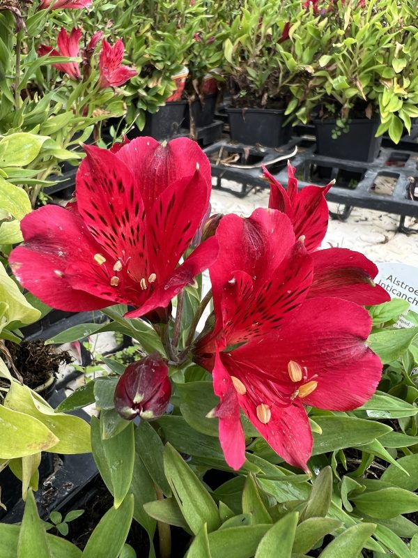 Alstroemeria Inticancha 'Red'