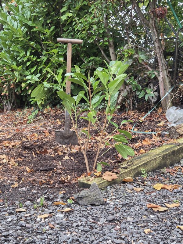 Bareroot Laurel 2ft 7