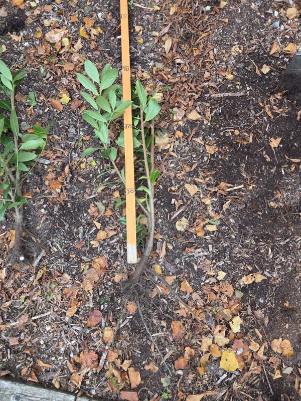 Bareroot Laurel 2ft 8