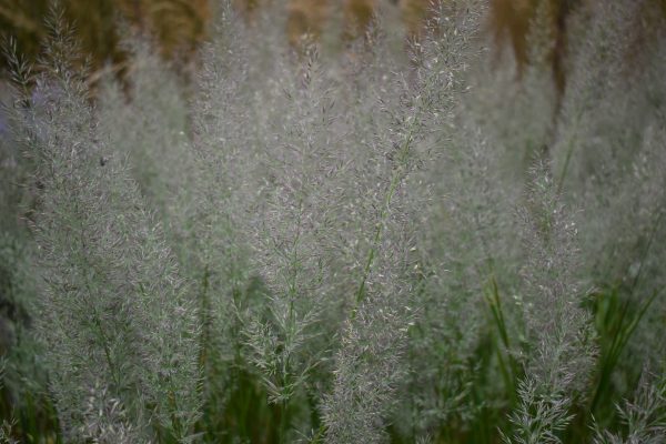 Calamagrostis brachytricha2 Calamagrostis brachytricha