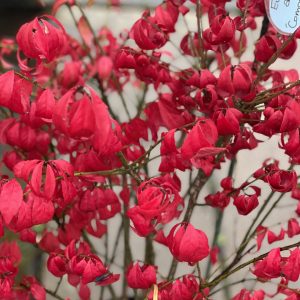 Euonymus alatus 'Compactus'