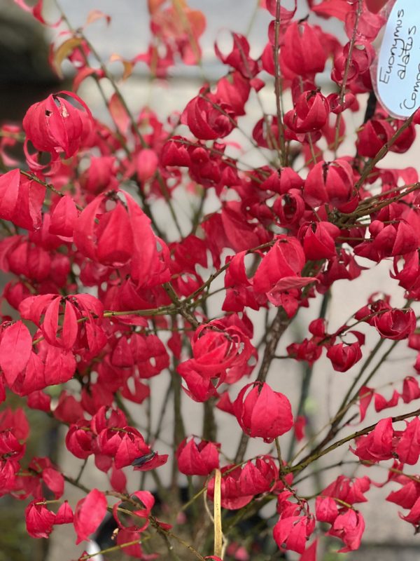 Euonymus alatus 'Compactus' Euonymus alatus 'Compactus'