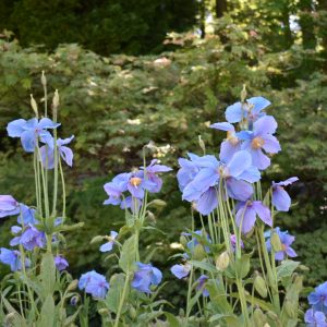 Meconopsis 'China Blue'