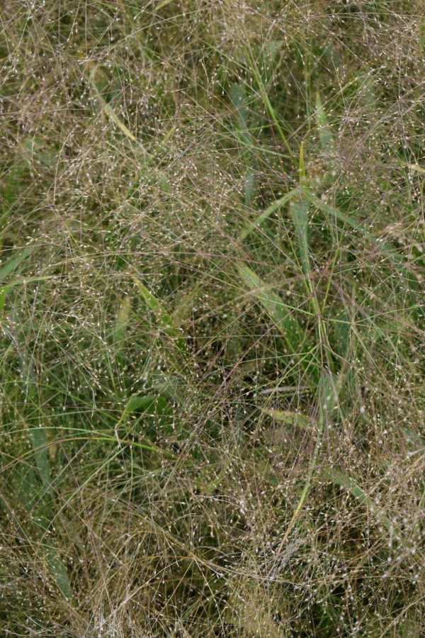 Panicum virgatum 'Fontaine'