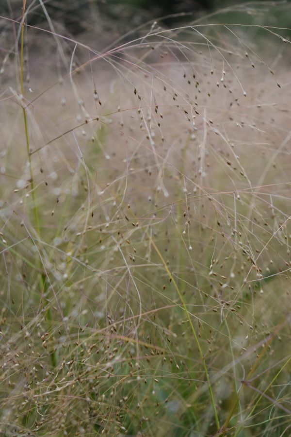Panicum virgatum 'Fontaine' Panicum virgatum 'Fontaine'