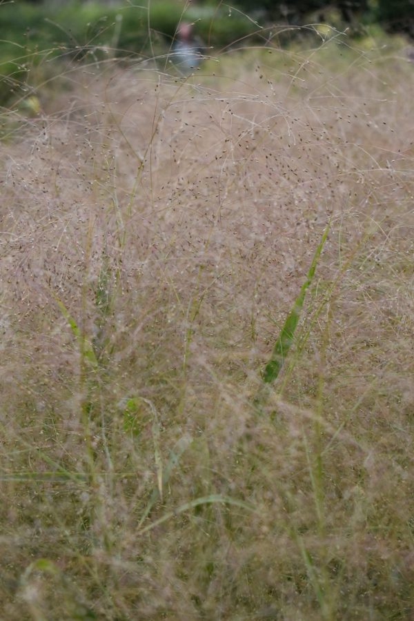 Panicum virgatum 'Fontaine'2 Panicum virgatum 'Fontaine'