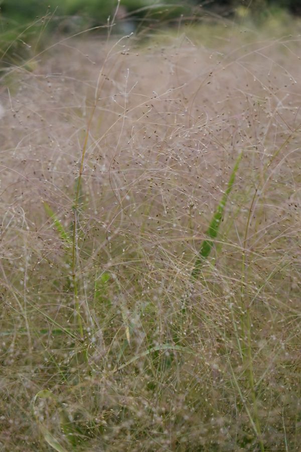 Panicum virgatum 'Fontaine'3 Panicum virgatum 'Fontaine'