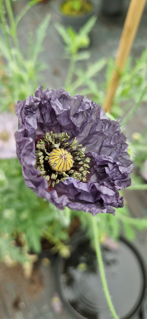 Papaver Amazing grey