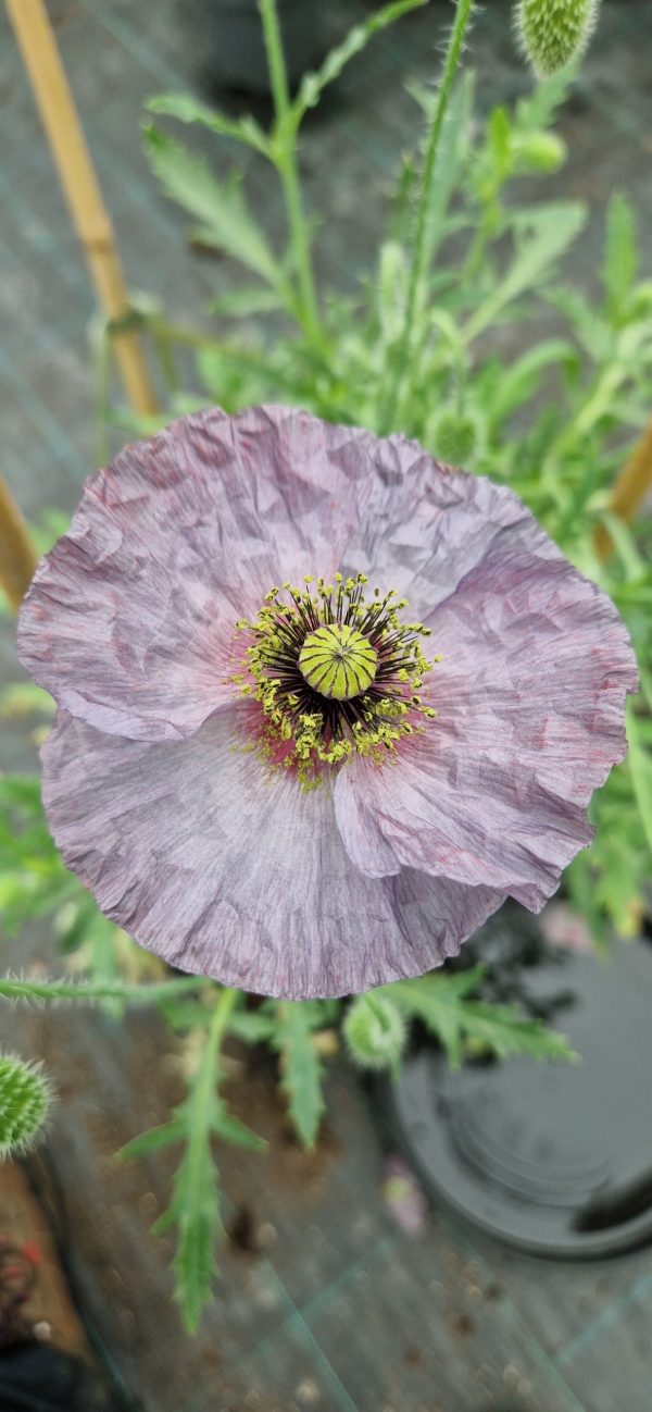 Papaver Amazing grey 2